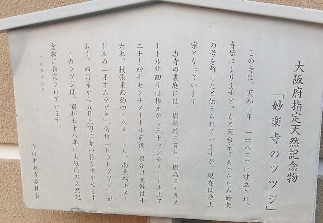 大阪府指定天然記念物妙楽寺のツツジがある