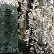長瀞　法善寺の枝垂れ桜はきれい
