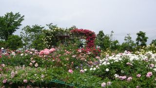 薔薇と庭園