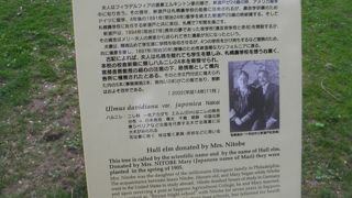 北海道大学正門近くにある大きな樹