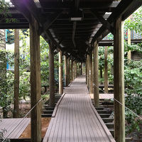 ホテルの廊下。ホテル内も自然が豊か。雨が酷い日は廊下でも雨が