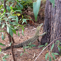 大型爬虫類ゴアナ。可愛い。結構足が速い。