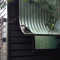 ホテル客室の屋根にとまるコッカバラ。大きな鳥。