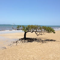 海辺のマングローブ