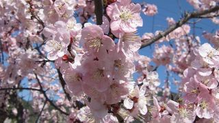 沢山のあんずの花を身近に見れる