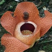 キノコの一種ですので、臭いは有りません