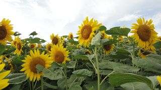 眺めのいい公園