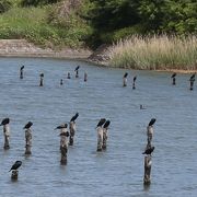 東京湾の貴重な野鳥生息地と干潟