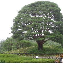 天然記念物『美しの松』、見て帰ってね！