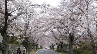 北桜通りの桜並木は桜のトンネル