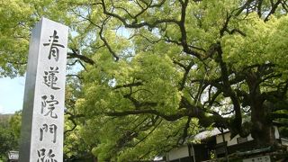 樹齢800年の楠の大木