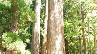 神苑にある立派な杉