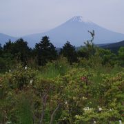つつじと富士山