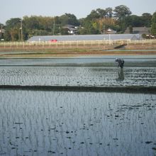 近くでは田植えも