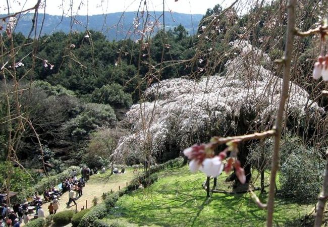 長興山のしだれ桜 クチコミ アクセス 営業時間 小田原 フォートラベル
