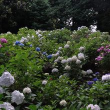 そこかしこに紫陽花が咲いています。