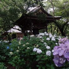 境内では華道展もやっていました。