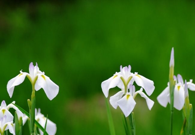 花しょうぶ園一般開放