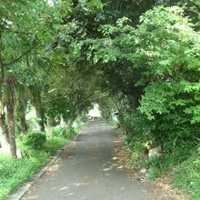 参道のシイの木トンネル