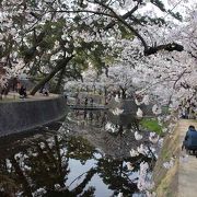 河川敷一帯　桜並木が続きます。