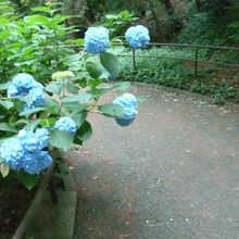 散策路に紫陽花が