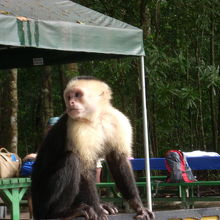 猿ちかっ！荷物にお気をつけを。