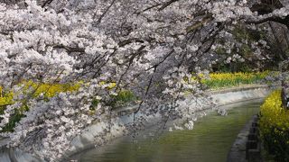 琵琶湖疏水 の菜の花と桜