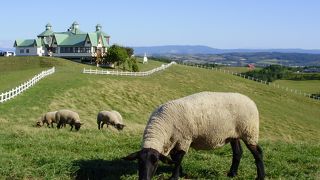 丘の上に広がるのどか風景