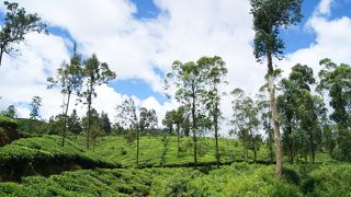 紅茶の生産地ウバ地方を巡る