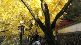 紅葉　黄葉　と渓谷美が堪能できます