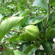 ６月の熱帯植物室はヒスイカズラがきれいでした