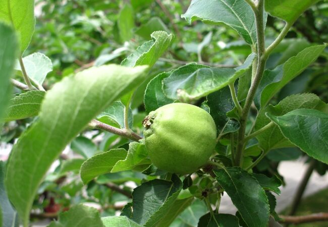 ６月の熱帯植物室はヒスイカズラがきれいでした