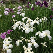 しょうぶ祭りです