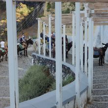 ロバタクシーも有名。