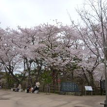 桜の時期です