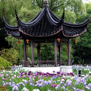 菖蒲満開　雨の水月公園