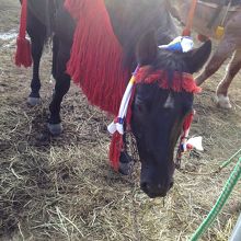 流鏑馬が始まる前。休憩中の馬達