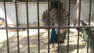 王子動物園いってきた！！