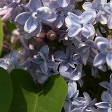 八重のライラック