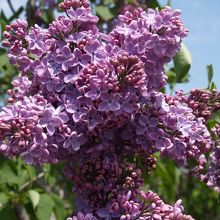 色もいろいろあります