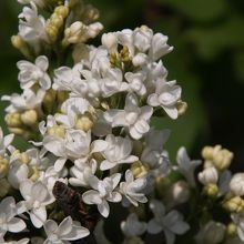 白のライラック