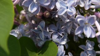 ライラックの季節は、花を愛でるならここがベスト。