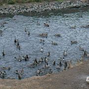 静かでのんびり鳥をながめられる