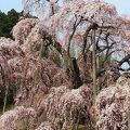 人生、一度は見ておきたい素晴らしい滝桜です