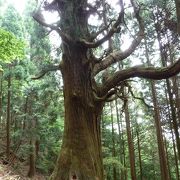 花が癒してくれる歩きやすい登山道です