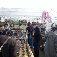 梅の苗木の販売もしている