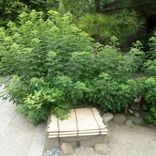 古い井戸のあと