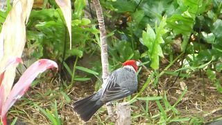綺麗な野鳥がそこらじゅうに