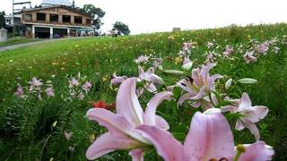 標高約１０００メートルの場所で高山植物とアトラクションが楽しめる