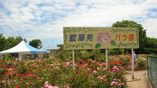 藍住バラ園